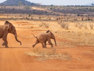 Elefanten in Afrika