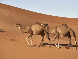 Sahara