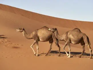 Sahara