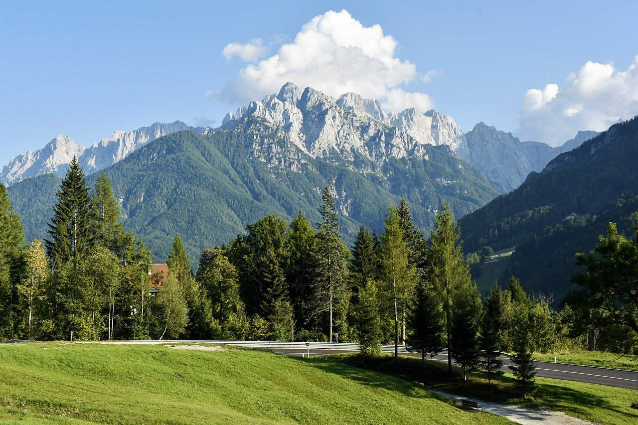 Wald in Slovenien