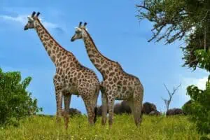 Giraffen in Sambia