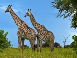 Giraffen in Sambia